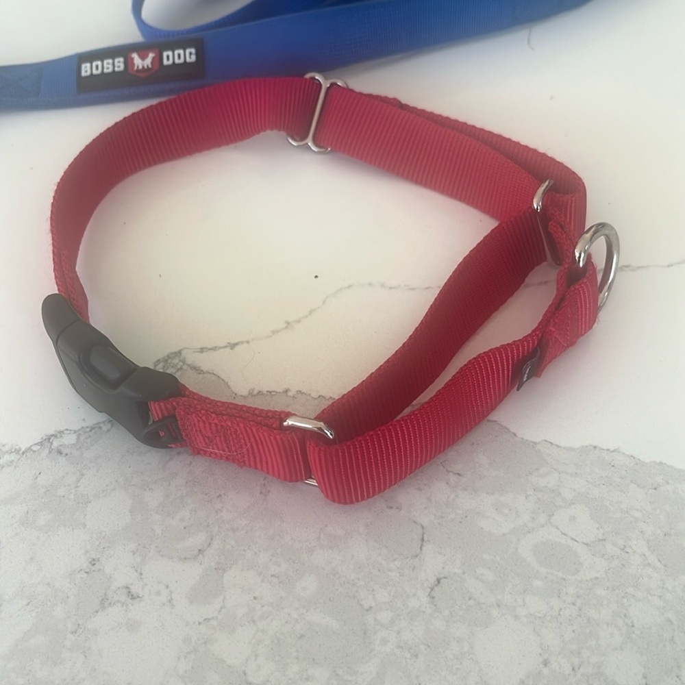 PET SAFE MEDIUM MARTINGALE DOG COLLAR